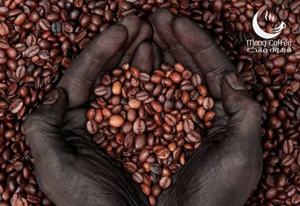 راهنما و معرفی قهوه اتیوپی یرگاچف، سیدامو و مناطق دیگر